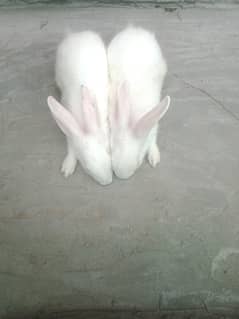 Rabbits