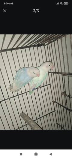 green pair price 2000 or white pair price 5000