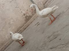 Ducks