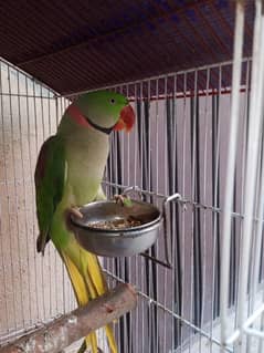 Raw Parrot for Sale – Healthy & Vibrant