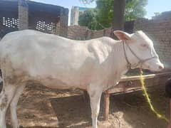 white wahar for sale