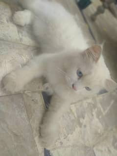 ladho