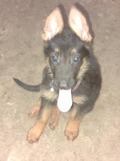 GSD Puppy for sale
