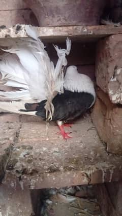 balack