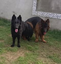 German Shepherd black  tripple coat puppies