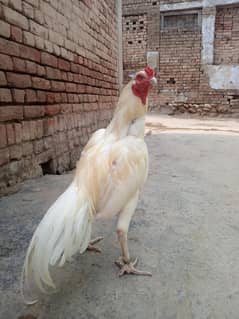 Heera aseel
