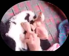 Ring Nack parrot bach for sale
