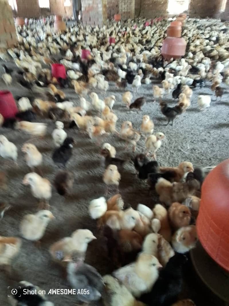 golden misri chicks| Desi Chicks | چوزہ | hens | Chicks /hen 3