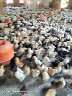 golden misri chicks| Desi Chicks | چوزہ | hens | Chicks /hen