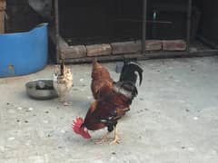 Desi hens are selling with chicks in low price