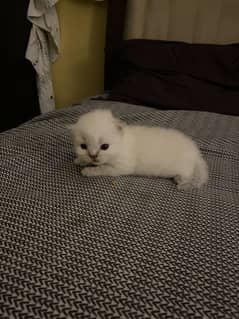 kittens up for adoption for only loving families