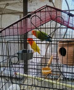 love birds pair