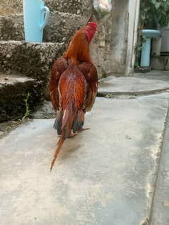 pure miawali breed white nock nali parrot nock