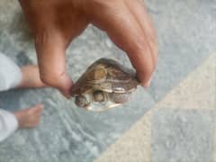 Turtle for sale