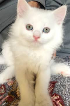 female kitten available