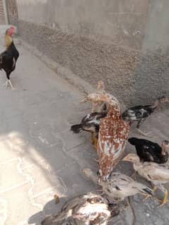aseel