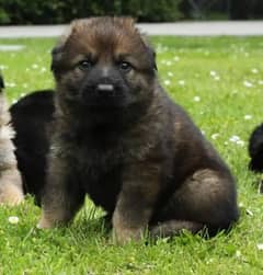 jarman shaprd puppy