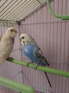 budgies with new cage