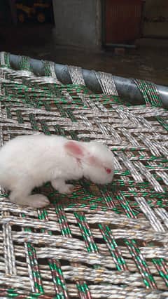 rabbit zyada hai