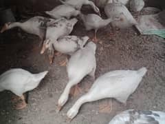 Big White Ducks For Sale in Sahiwal. Rana Shah Nawaz 03227070730
