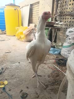 heera madi for sale