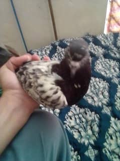 sale piogen