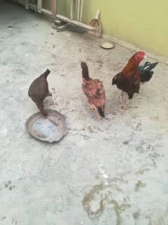 Sindhi Aseel murga murgi 2