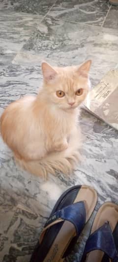 Persian male
