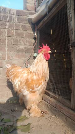 Golden buff pair