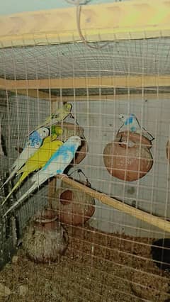 Budgies and cocktail breeder pair & single birds ,