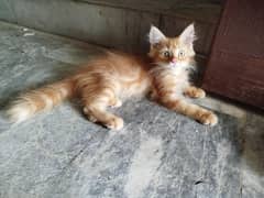 Persian kittens for sale