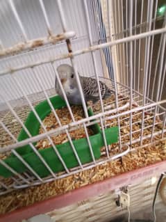 australian birds for sale