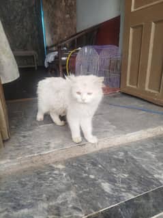persion cat for sale