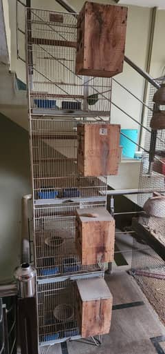 Parrots