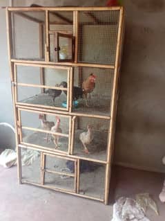 pinjra for hen 03137125800