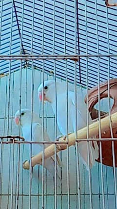lovebirds,
