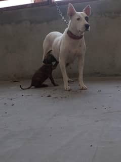 Gultair breeder Female for sale . .