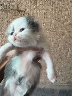 Peki bloodline kittens