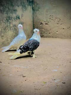 Silver sadel frill back breeder female and breed white frill male