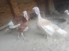 Turkeyo. 3.3. 6.8. 7. o. 7.2. 8.6