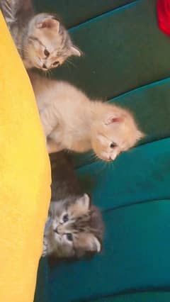 Male and female Persian kittens