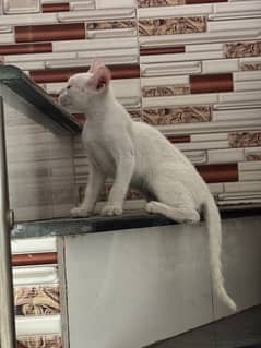 2-month-old male kitten