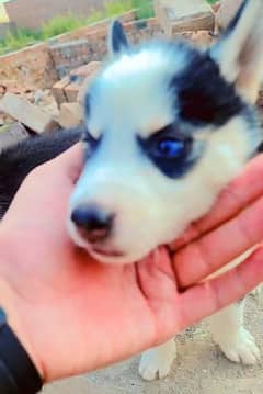 Husky puppies for sale