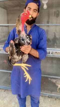 Aseel murga Japnees shamo