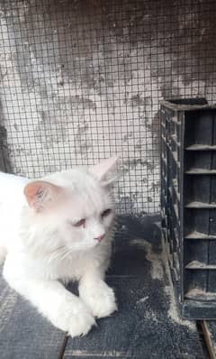 Beautiful cat very very loving Innocent