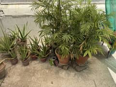 Plants