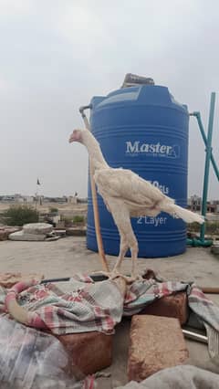 Heera aseel male top quality