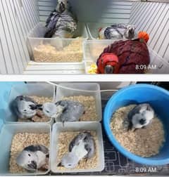 Congo african grey  covered chicks