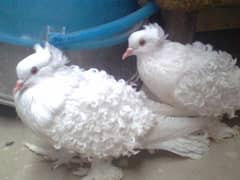 white frillbak yellow eyes  pair
