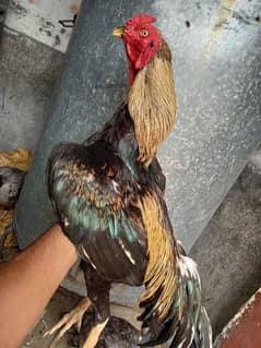 java  breeder
